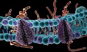 Image result for Lipid