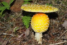 Muscaria by its yellow cap, is a european taxon, although several north american field guides have referred a. Gelbe Fliegenpilze Amanita Muscaria Var Guessowii Schopfung