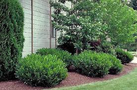 Pin By Charlene Woods On Deer Resistant Gardening Lawn And Landscape House Landscape Landscape Design