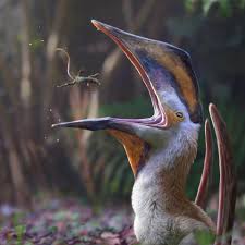 Image result for Strabomantis cerastes