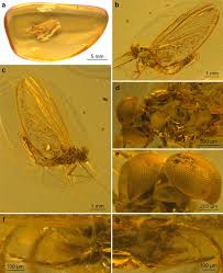 Image result for Anthericopsis