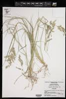 Image result for Eragrostis echinochloidea
