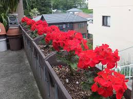 ゼラニウム ゼラニューム の育て方 たくさんの花を咲かせるコツと挿し木の方法