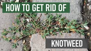 Maybe you would like to learn more about one of these? How To Get Rid Of Knotweed 4 Easy Steps Youtube