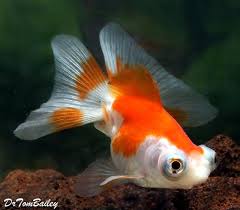 Maybe you would like to learn more about one of these? Premium Red Red White Butterfly Tail Telescope Eye Goldfish