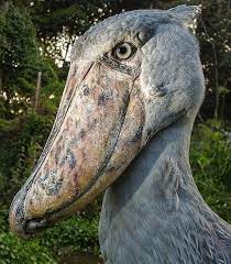 pin on awesome animals