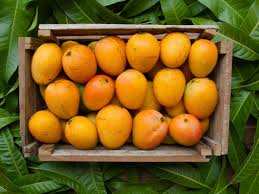 Mango Health Benefits Here Is How And Why You Should Have Mangoes Every Day How To Eat Mango