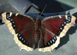 Mourning Cloak In The Sonoran Desert Butterfly Beautiful Butterflies Butterfly Wings