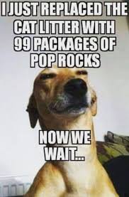 You cantsee me m a flower funny dog memes! Funny Animal Memes Clean Cute766