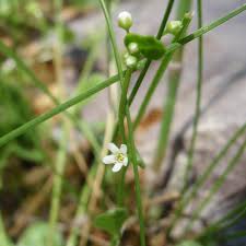 Image result for Samolus