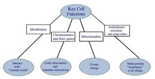 Ms Secondary Ed 10th Grade Biology Cell Structure