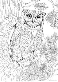 Pin By Amanda Kay On Coloring Pages Owl Coloring Pages Bird Coloring Pages Animal Coloring Pages