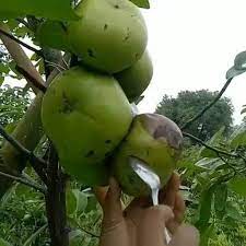 Buah Apa Ini Yah Ko Enak Banget Langsung Bisa Dimakan Sapote Black Sapote Fruit