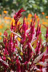 Image result for Celosia argentea