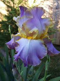All About Spring Bearded Iris Iris Flowers Bulbous Plants Growing Irises