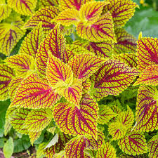 Uneaten coleus along the side of my house i have planted hosta, coral bells and coleus. Is Coleus Deer Resistant Idioticfashion