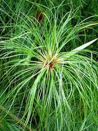 Image result for Cyperus kipasensis