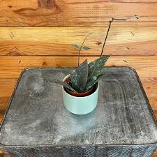 Image result for Dinebra caudata