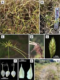 Image result for Pycreus flavidus