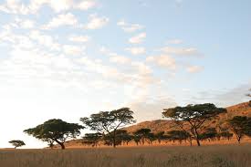 Image result for Burkea africana