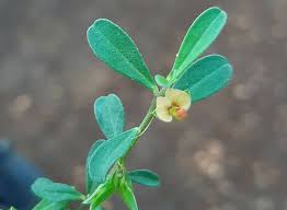 Image result for Polygalaceae