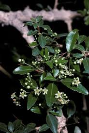 Image result for Gymnosporia