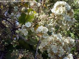 Image result for Dombeya rotundifolia