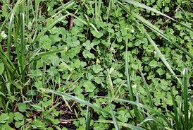 Image result for Floscopa leiothyrsa