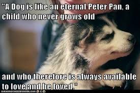 a dog is like an eternal peter pan a child who never grows old and who therefore is always available to love and be loved puppy cuddles animals dogs