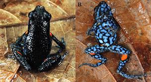 Image result for Diheteropogon amplectens