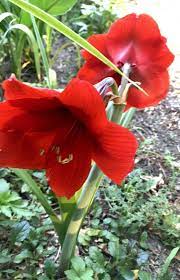 Pin On Garden Flowers