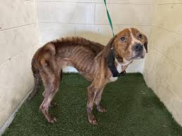 Apopka Critters (Lost/Found & other info)