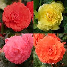 Begonias are grown from tubers and now is the best time to start them so that they have time to establish before summer really kicks off. Double Begonia Collection Tulip World 21116