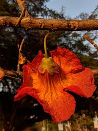 Image result for Fernandoa abbreviata