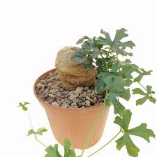 Image result for Kedrostis capensis