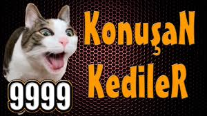 Konusan Kediler 9999 En Komik Kedi Videolari Youtube