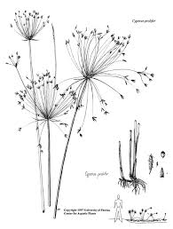 Image result for Cyperus dives