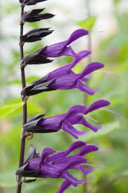 Flowers to plant now uk. 20 Super Easy Plants That Will Add Instant Colour To Your Garden