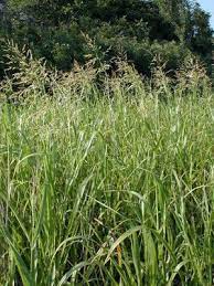 Grass Wild Flowers Sorghum