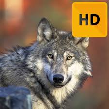 A collection of the top 45 4k ultra hd gaming wallpapers and backgrounds available for download for free. Wolf Wallpaper Hd Amazon De Apps Spiele