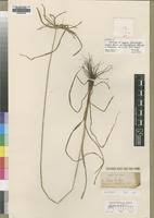 Image result for Cyperus chersinus