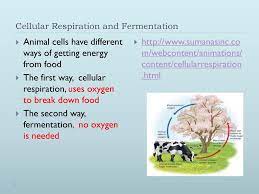 We did not find results for: Eq How Do Cells Obtain Nutrients To Grow And Make Needed Materials Ppt Download
