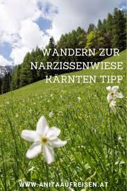 Wandern Auf Den Spuren Der Baren Zur Narzissenwiese Karnten Wandern Karnten Urlaub Reise Inspiration