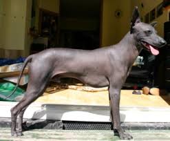 Growth Peruvian Hairless Dog Puppy Weight Chart Peruvian