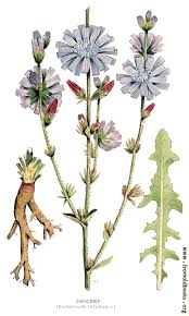 Image result for Cichorium