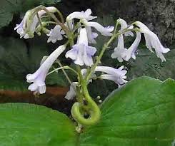 Image result for Streptocarpus sp.nov. aff. S. grandis