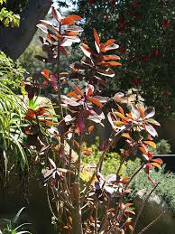 Image result for Synadenium kirkii