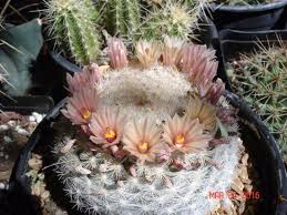 Cactus farm orchid cactus farm pictures tucson arizona greenhouse gardening greenhouses cacti and succulents orchids home and garden. A Beautiful Mammillaria From The 10 Table Picture Of Bach S Greenhouse And Cactus Nursery Tucson Tripadvisor