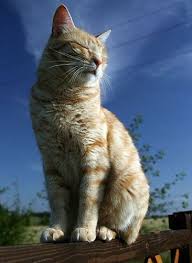 The 9 best cat foods for irritable bowel syndrome. Feline Inflammatory Bowel Disease Nature And Treatment