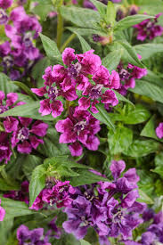 Image result for Cuphea